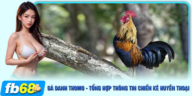 Thông tin sơ lược về gà danh thomo cho người chơi FB68